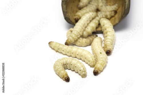 bamboo worms on white background