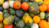 A bunch of different colorful pumpkins