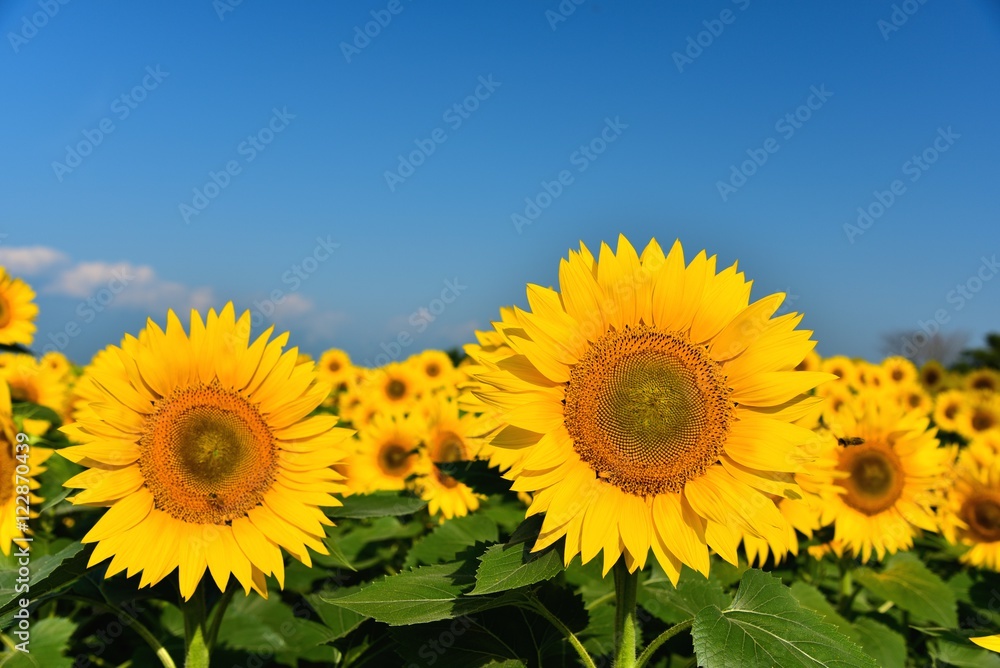 明野のひまわり畑