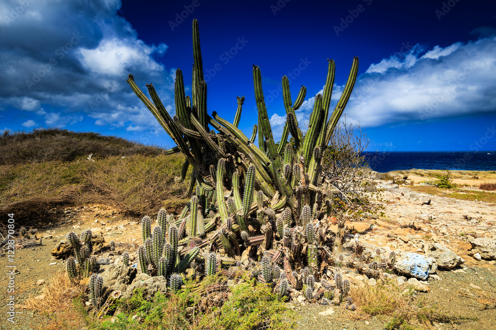 Cactus on Curacao