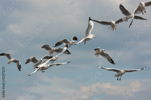 Seagulls migrate to Thailand's warm weather during winter time i