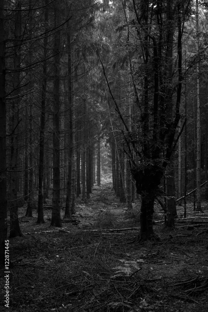 Naklejka premium dense forest in black and white #3