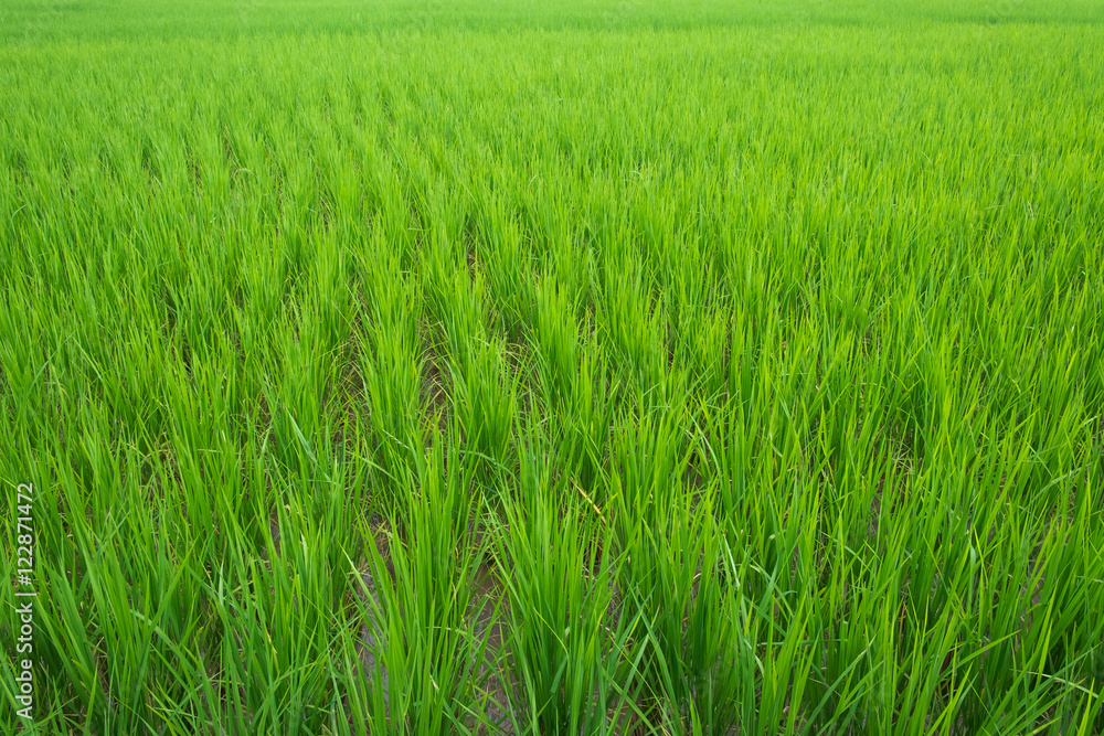 Rice fields green color agriculture background Rice fields green color agriculture background