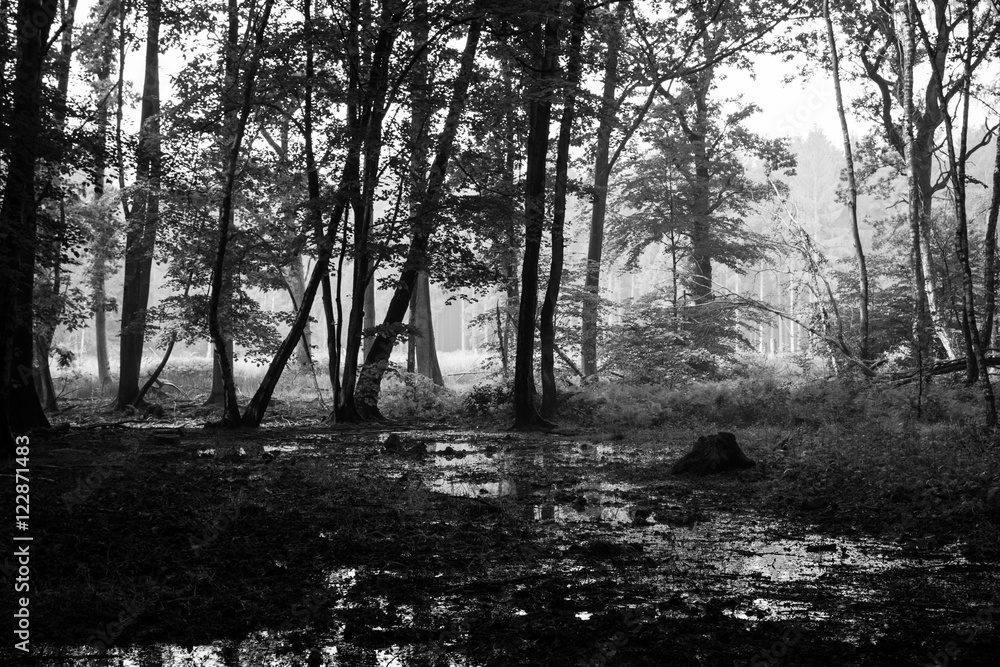 dense forest in black and white #4 dense forest in black and white #4