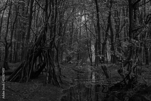 dense forest in black and white  2