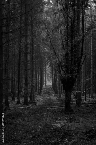 dense forest in black and white  3