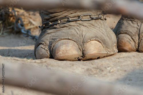 Elephants foot bound by chains. Foot is a large nail and strengt
