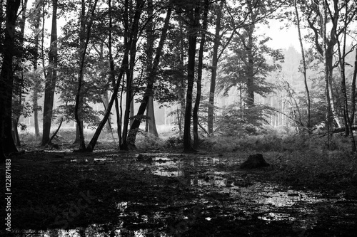 dense forest in black and white #4