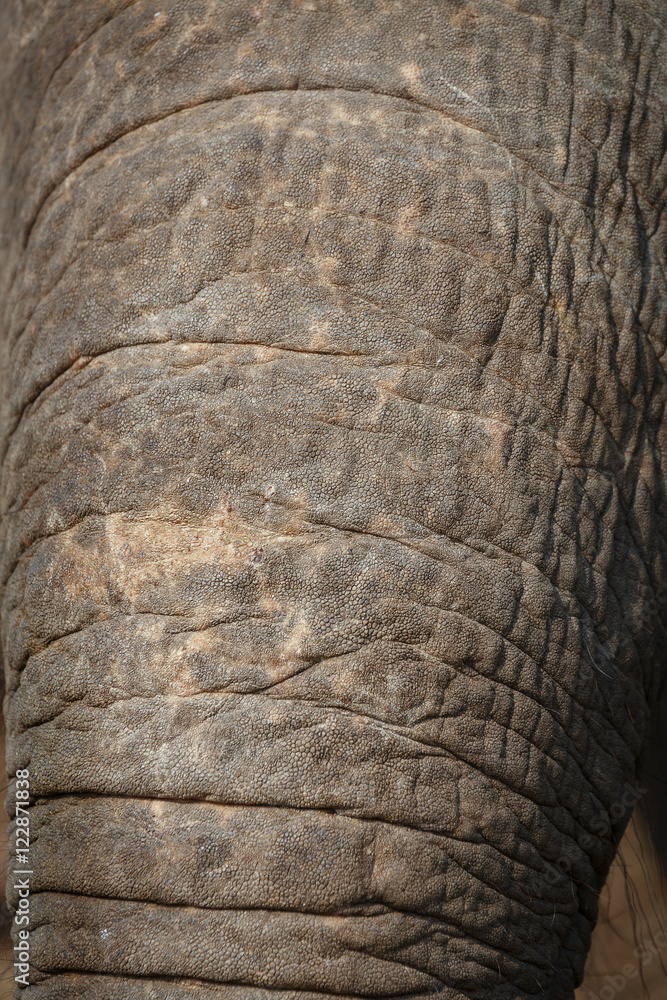 Beautiful background , texture Skins of elephant nose, trunk. sk Stock ...