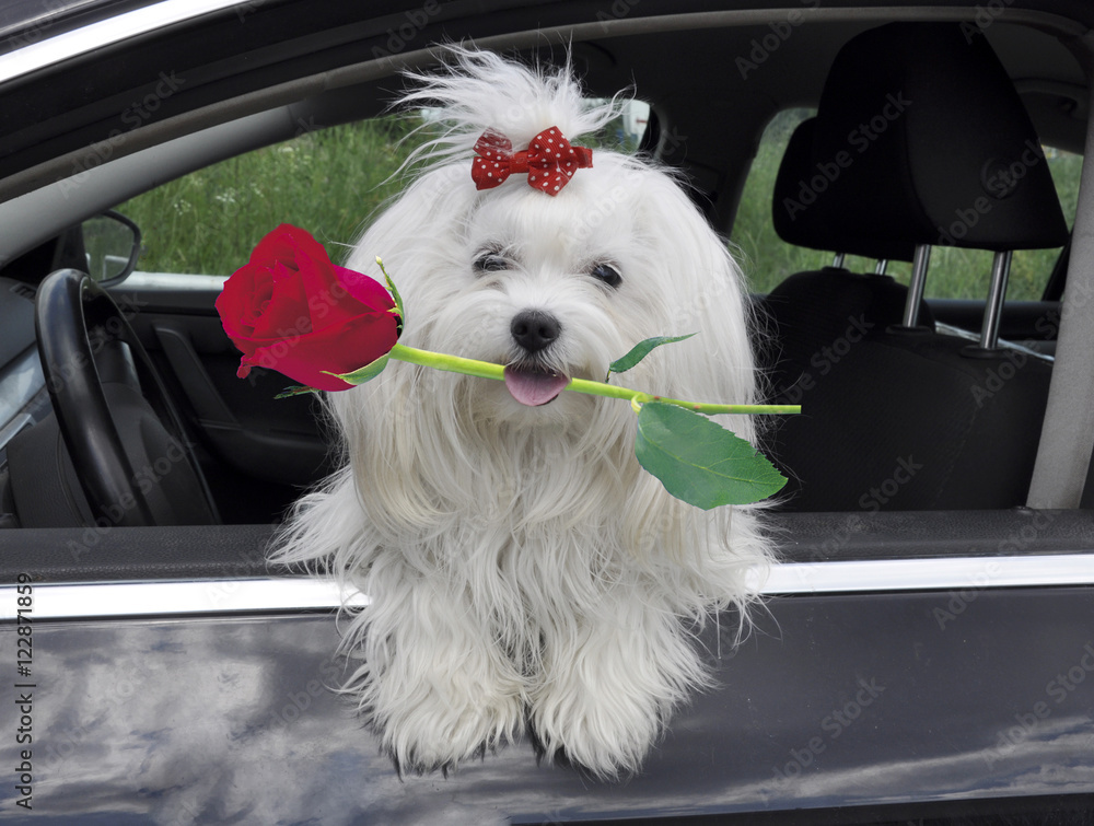 Maltese dog with a rose in teeth in the car looking out the window Maltese dog with a rose in teeth in the car looking out the window