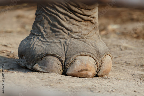 Close up Elephants foot . Foot is a large nail and strength.
