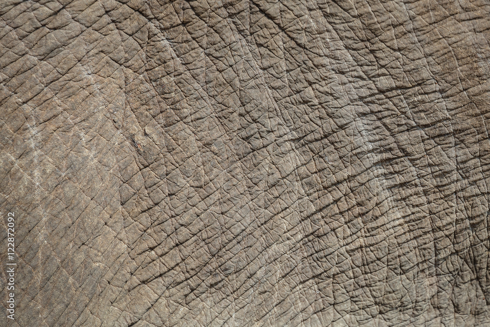 Fototapeta premium Background, texture Elephant skin with rough and rugged.