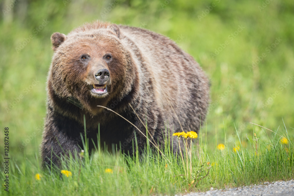 Fototapeta premium Grizzly Bear (Ursus arctos horribilis)