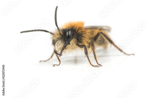 Male Andrena fulva Mining Bee photo