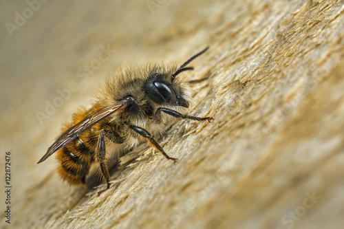 Male Osmia bicornis Red Mason Bee