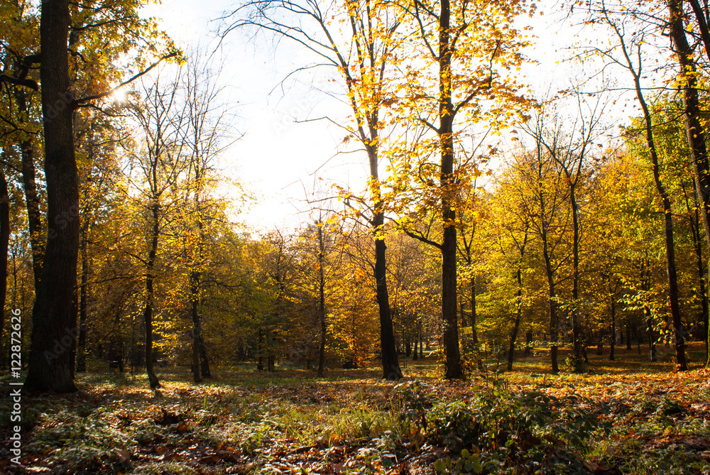 Obraz premium Sunny autumn park