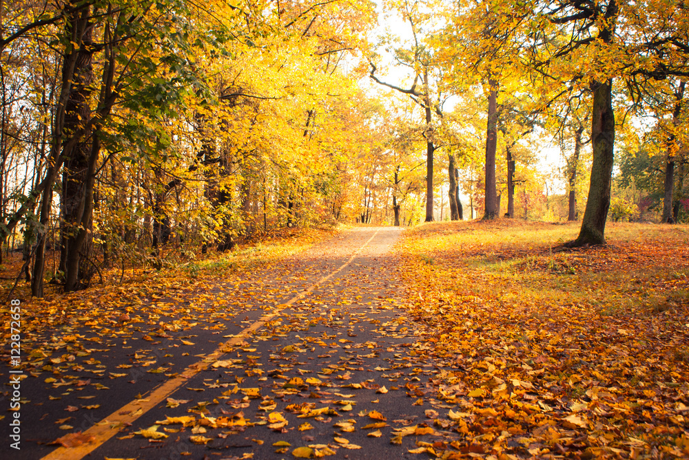 Fototapeta premium Sunny autumn park