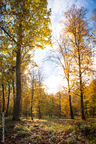 Sunny autumn park