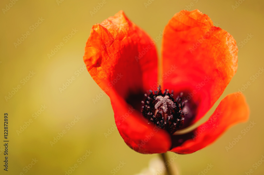 Fototapeta premium Mohn
