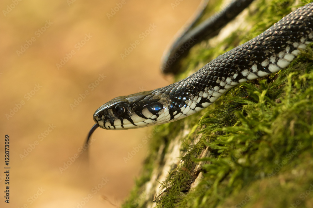 Fototapeta premium Grass snake, Natrix natrix show tongue