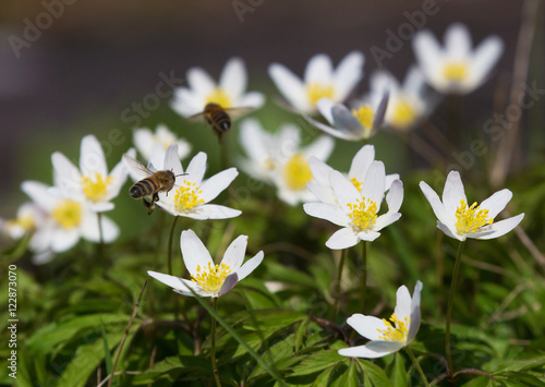 Anemone nemorosa photo