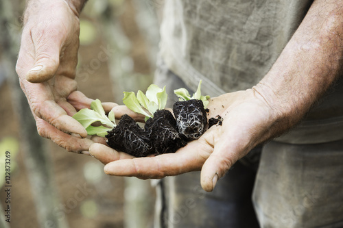 A person holding seedlings with developing root systems in plugs, ready for transplanting. 