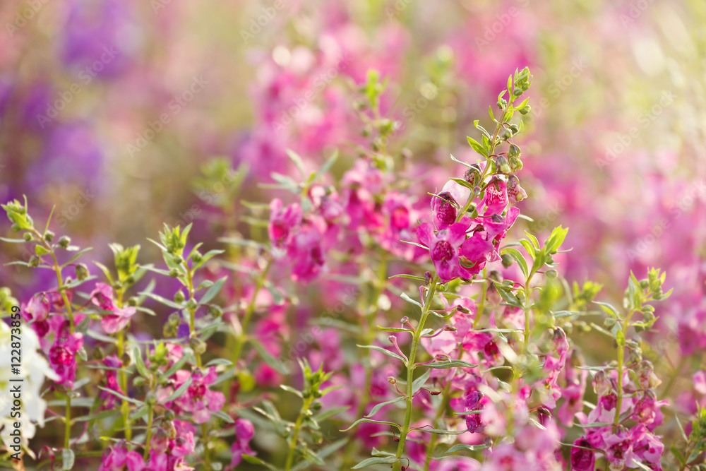 Fototapeta premium Beautiful background pink flowers. with soft focus