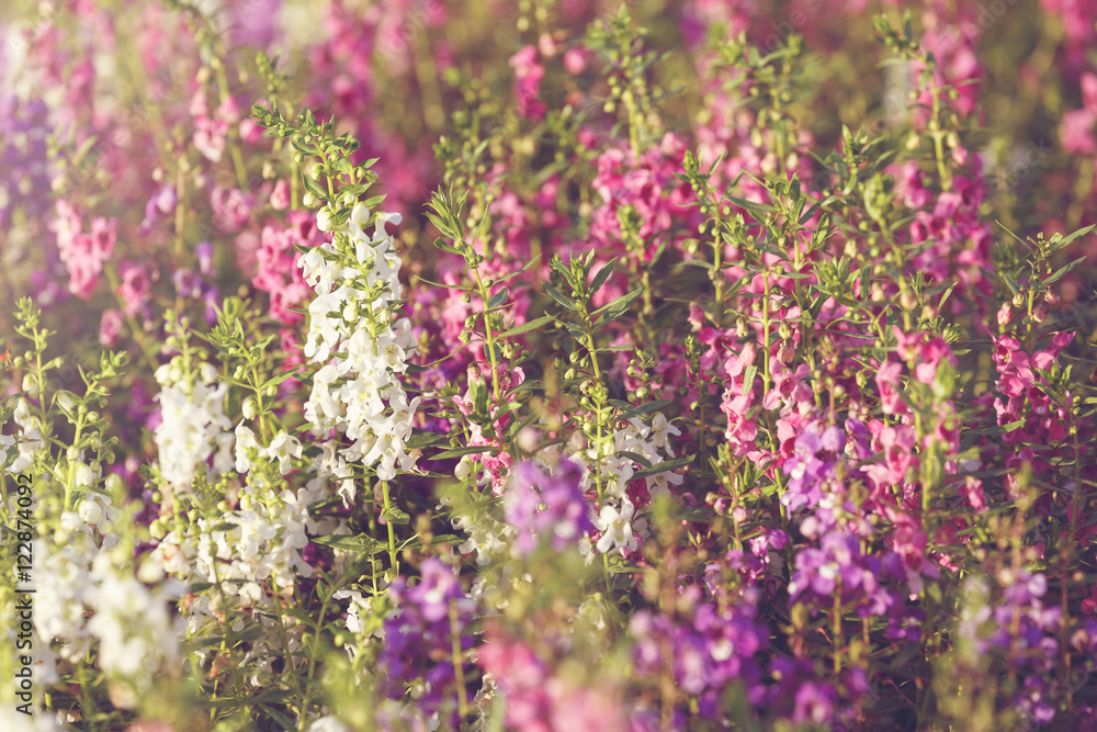Beautiful background flowers. with soft focus Beautiful background flowers. with soft focus