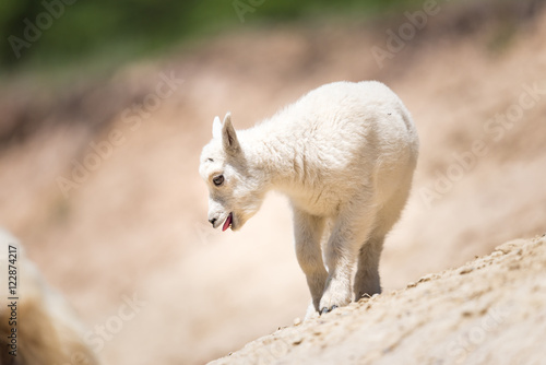 Mountain goat (Oreamnos americanus)