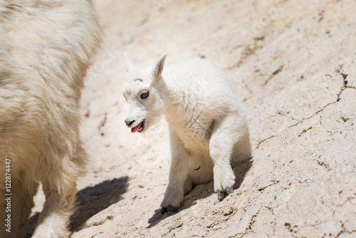 Mountain goat (Oreamnos americanus)