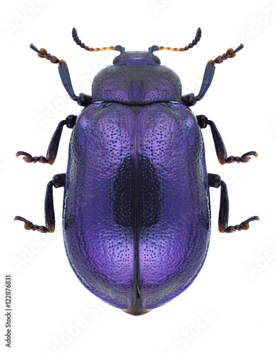 Beetle Plagiosterna aenea on a white background photo