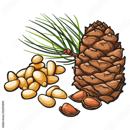 Peeled and whole pine nuts and cone, vector illustration isolated on white background. Drawing of pine cone, nuts and needles, delicious healthy vegan snack