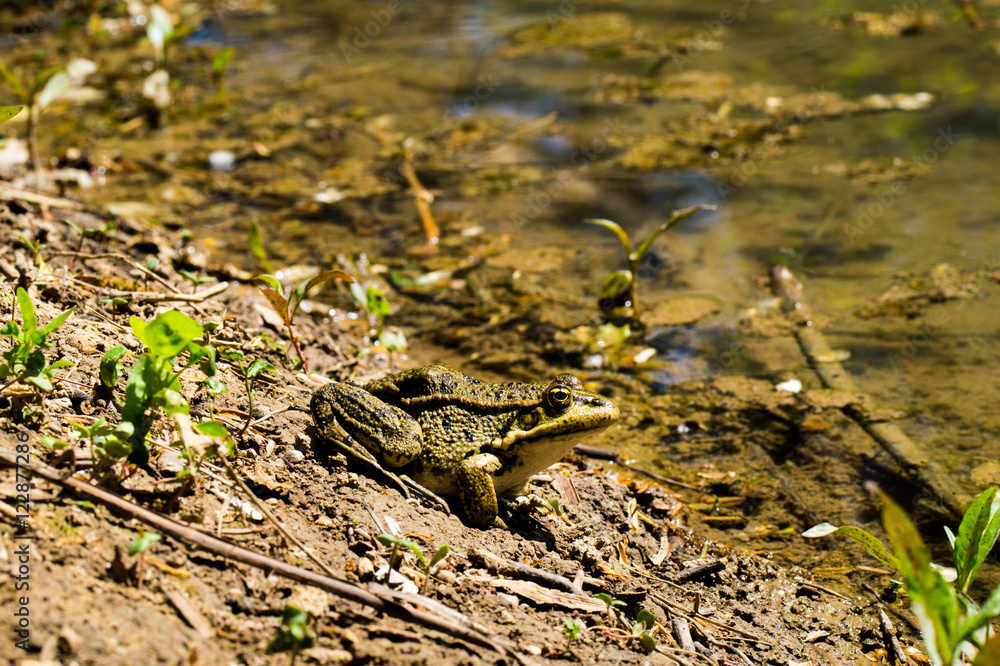 Fototapeta premium Toad near the water