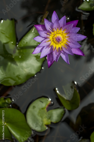violet petals of lotus flowers