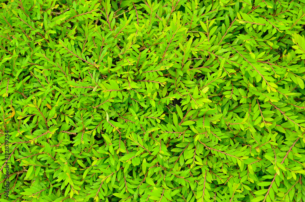 green leaf green leaf