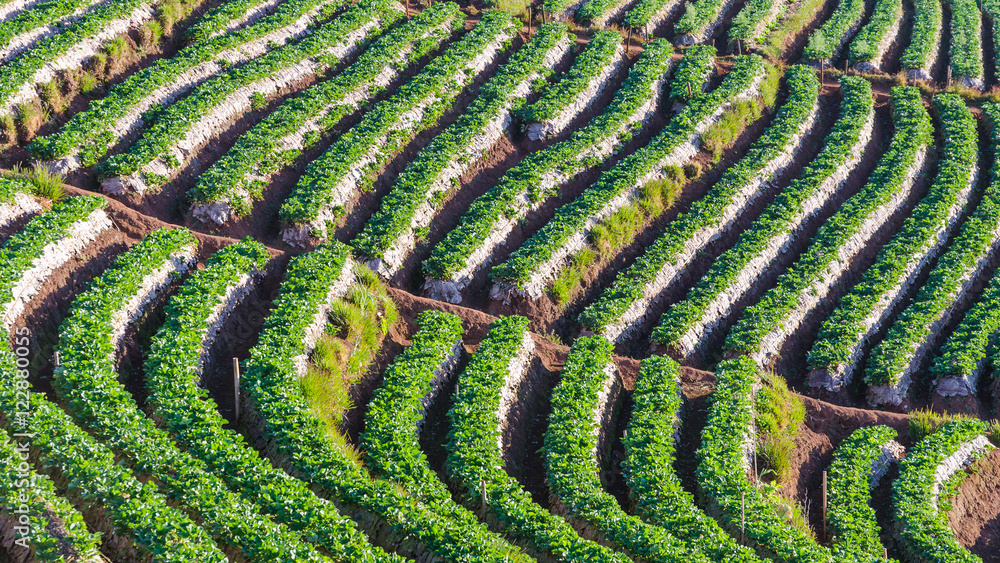 Strawberry terrace plantation at doi angkhang mountain chiangmai thailand Strawberry terrace plantation at doi angkhang mountain chiangmai thailand