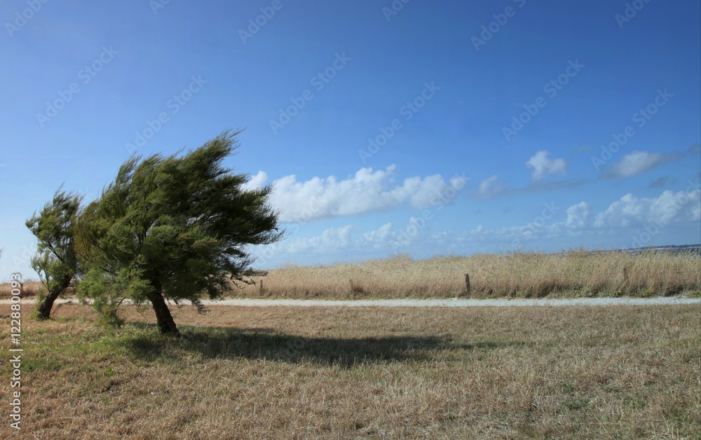 Le sentier des douaniers sur la Côte sauvage. Le sentier des douaniers sur la Côte sauvage.