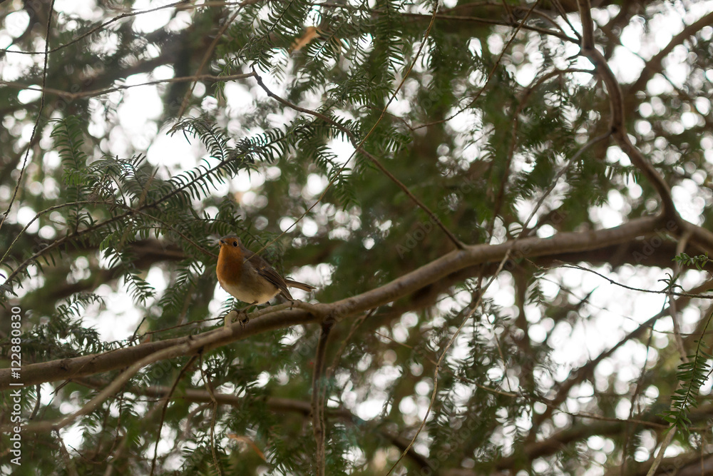 Robin on tree branch