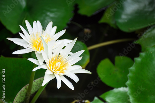 White lotus