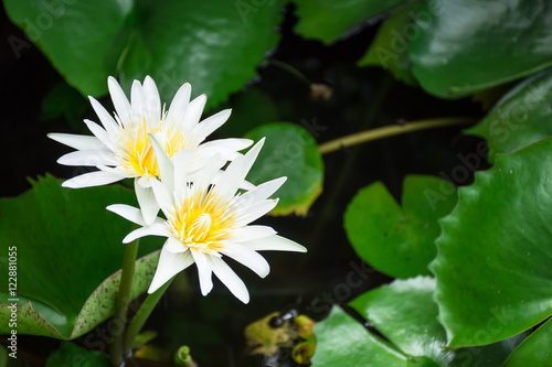 White lotus