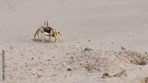 The beautiful crab on the beach