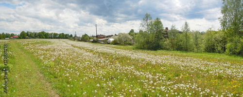 Panoramic view of meadow with deflorate dandelions
 photo