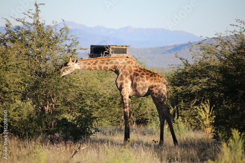 Giraffe eats acacia leaves in Namibia  Africa