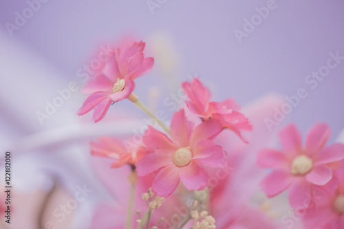 Pink flower for background,Love concept.