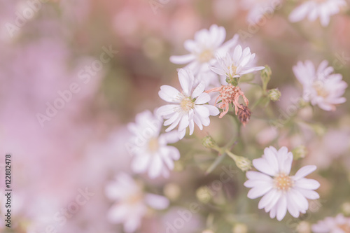 Pink flower vintage color tone background,sweet and love concept.