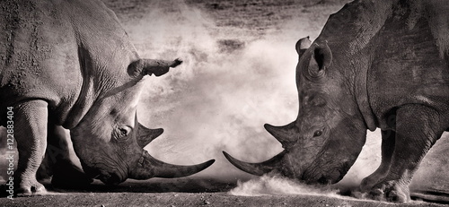 Fotografia fight, a confrontation between two white rhino in the African savannah on the la