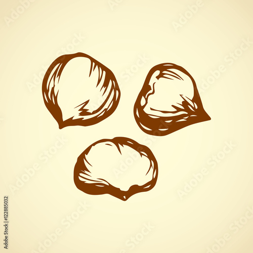 Chestnut. Vector drawing