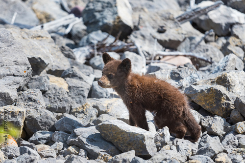  Black Bear Cub