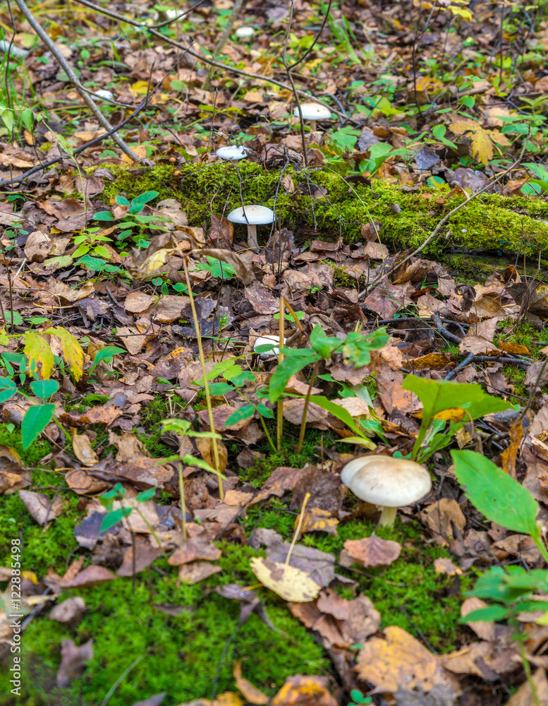 Сlouded agaric (Clitocybe nebularis) edible mushroom Сlouded agaric (Clitocybe nebularis) edible mushroom