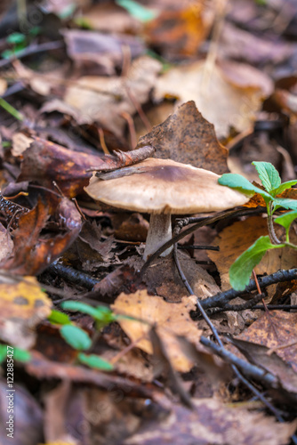 Russula mushroom among fallen leaves in forest